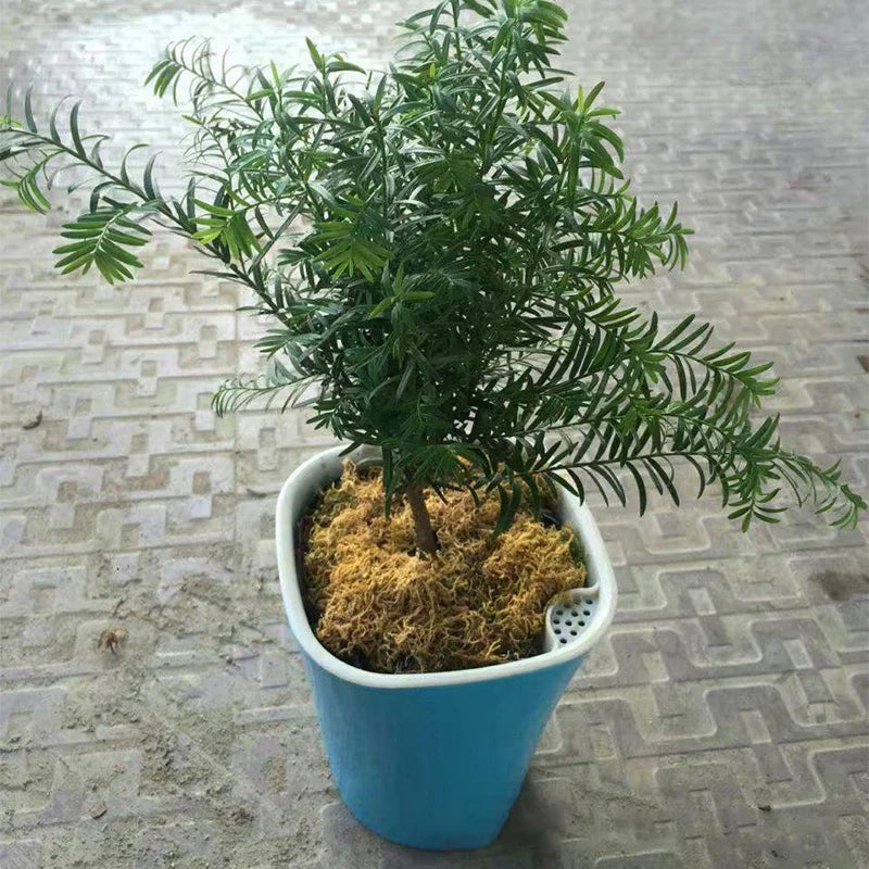 Self Watering Plastic Flower Pot in White