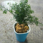 Self Watering Plastic Flower Pot in White